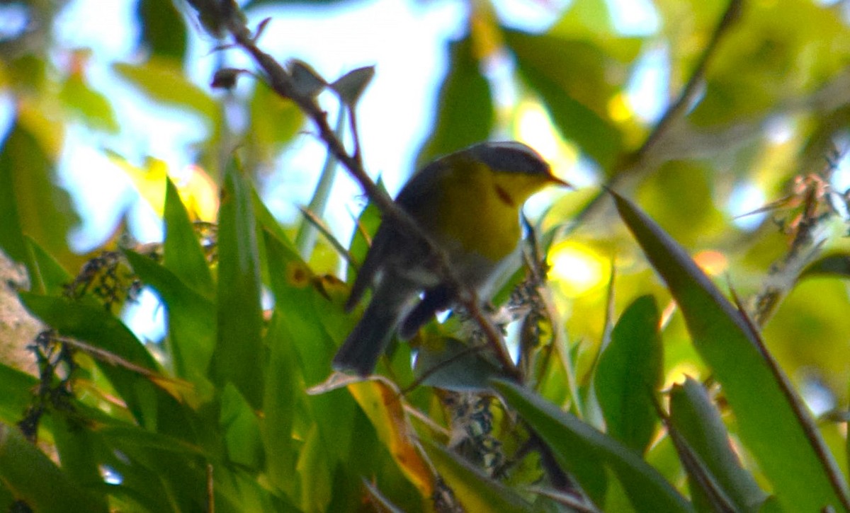 Crescent-chested Warbler - ML615093614