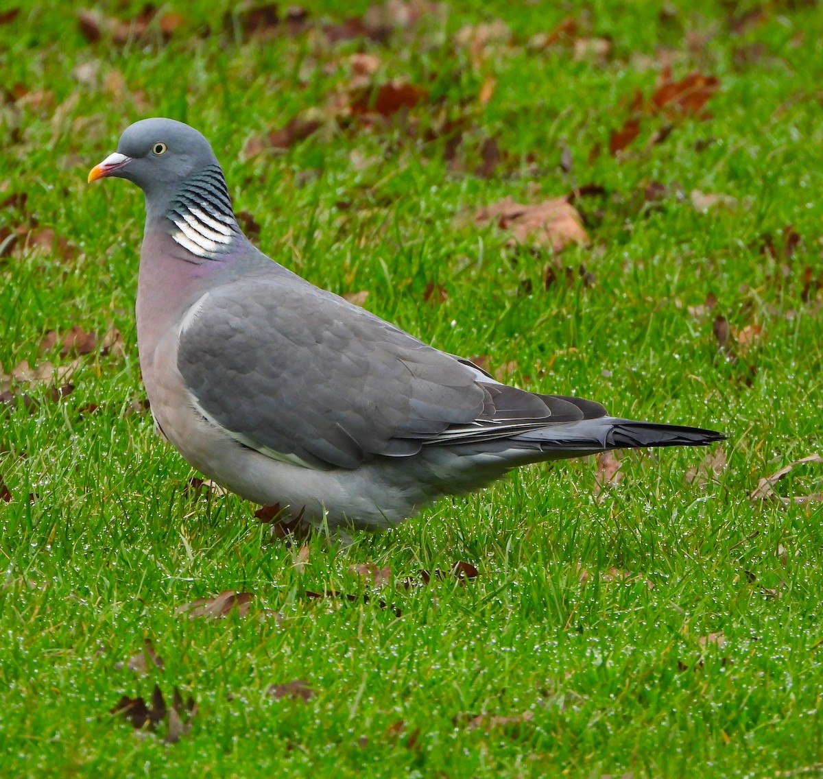 Common Wood-Pigeon - ML615093649