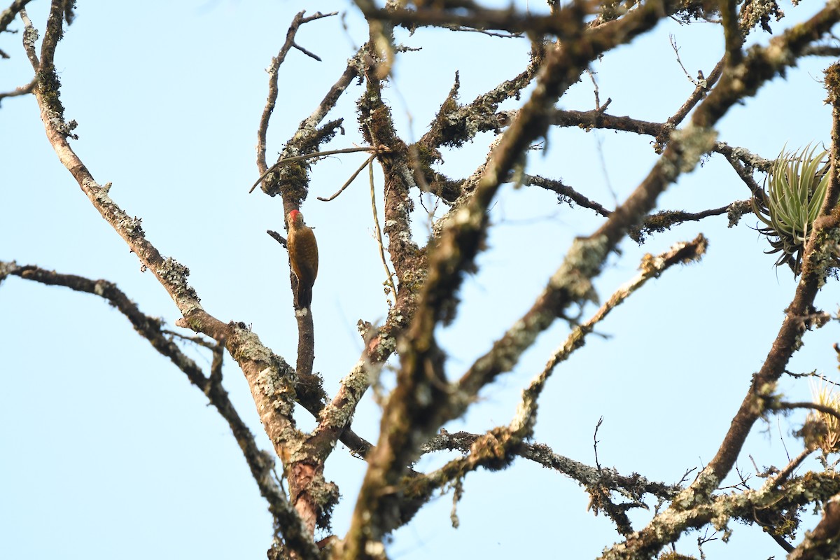 Dot-fronted Woodpecker - ML615093759