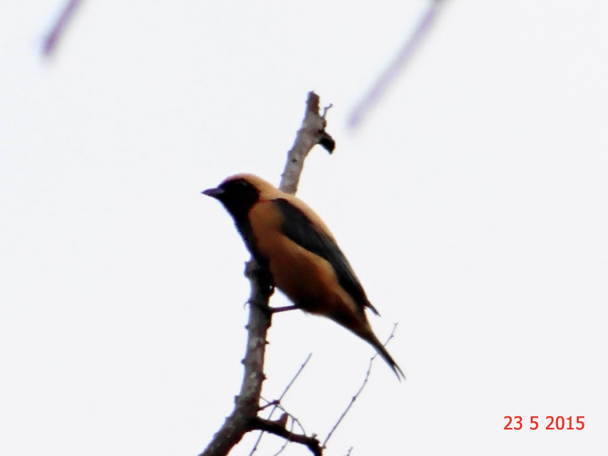 Burnished-buff Tanager - ML615093793