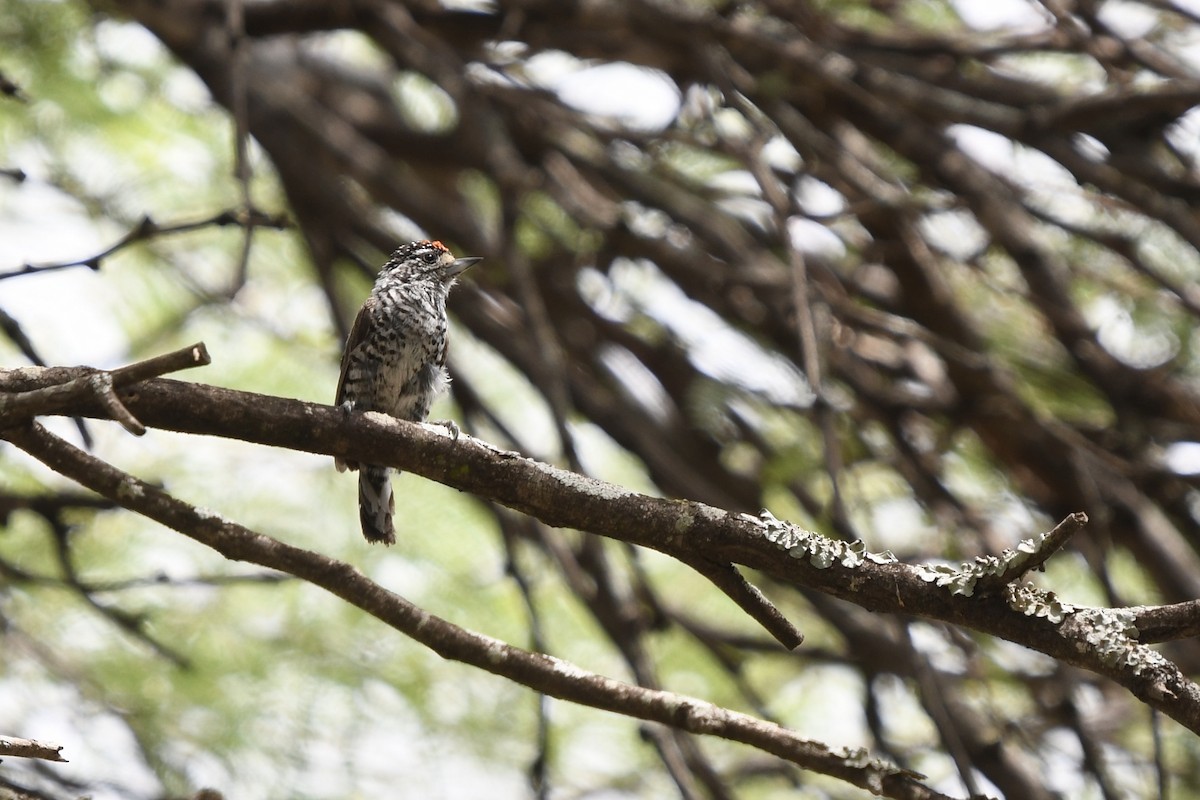 White-barred Piculet - ML615093922