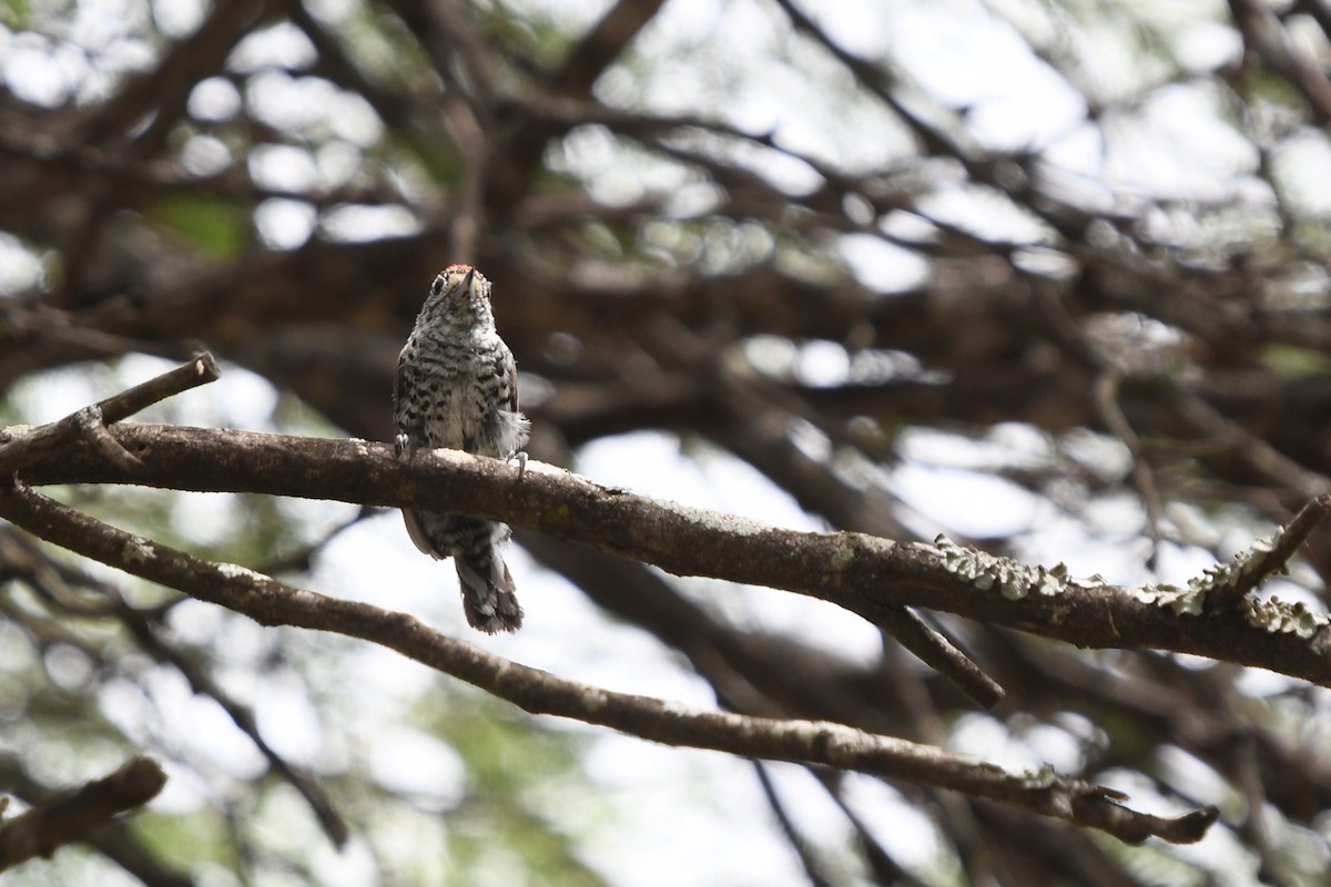 White-barred Piculet - ML615093924