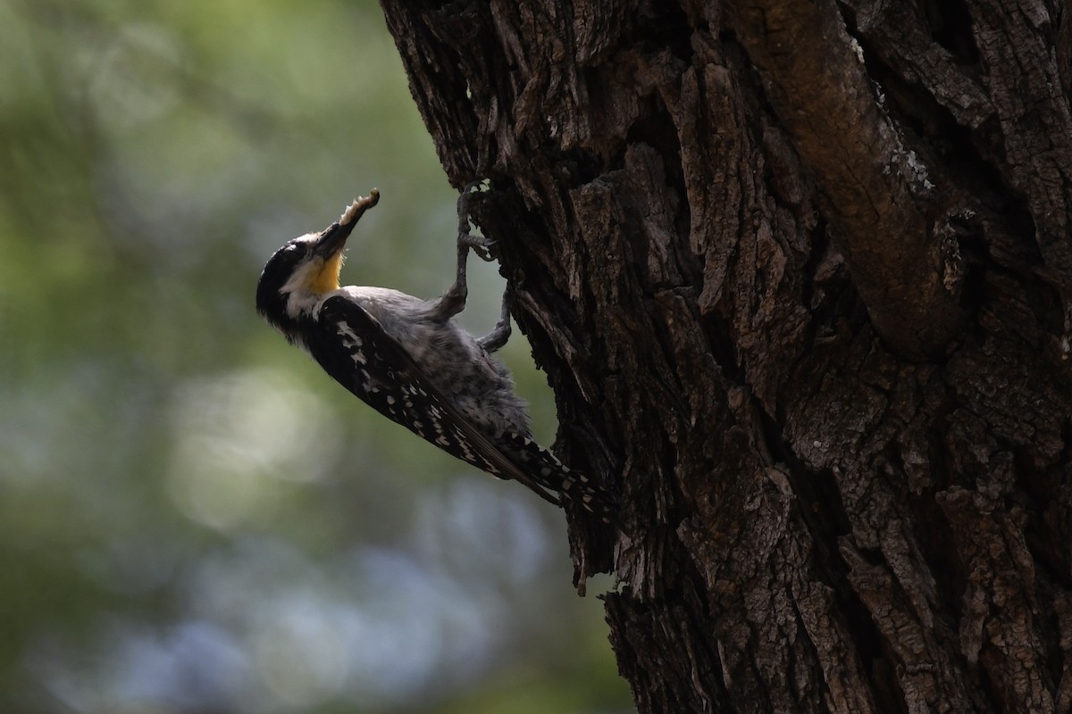 White-fronted Woodpecker - ML615093947