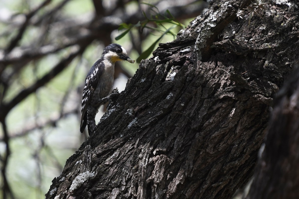 White-fronted Woodpecker - ML615093948