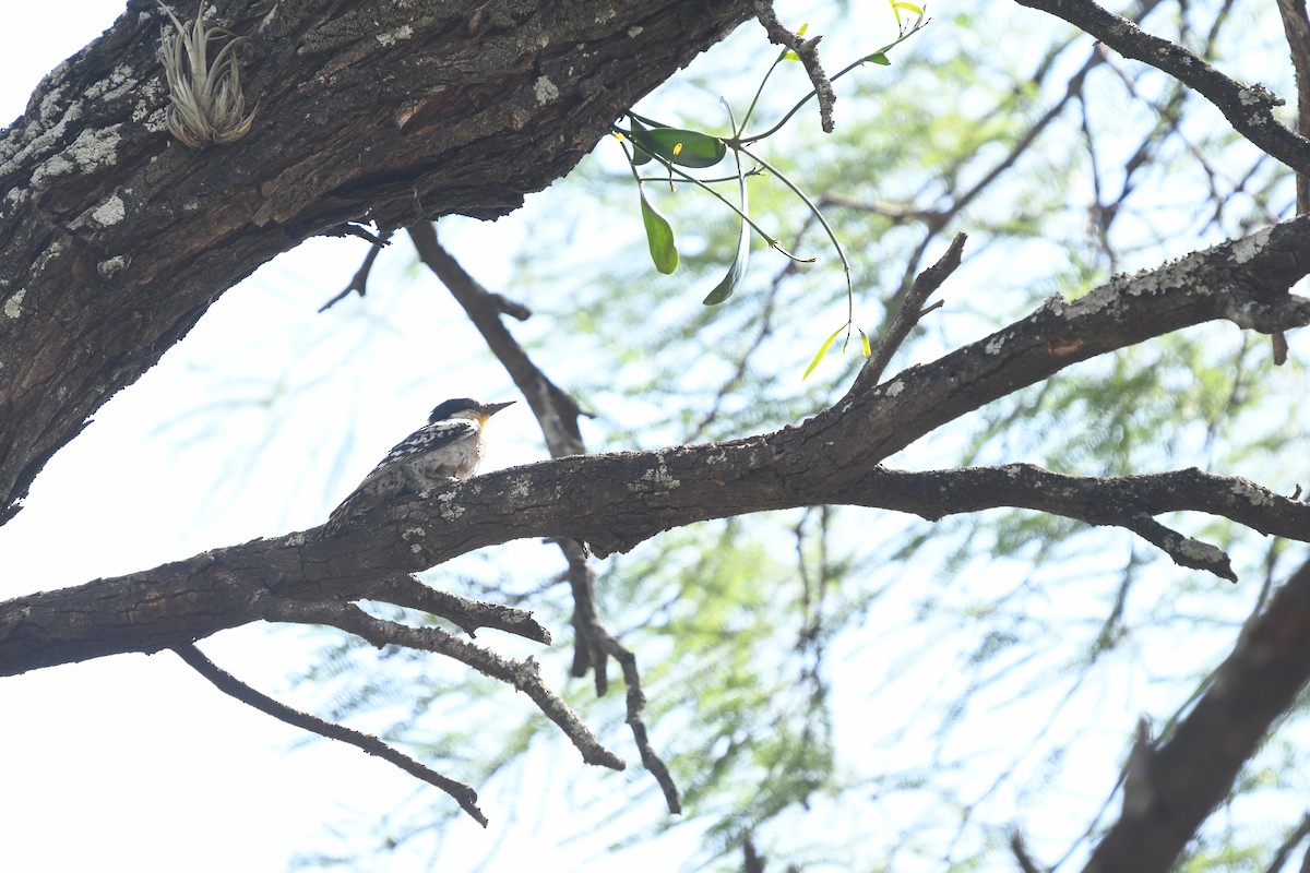 White-fronted Woodpecker - amaya bechler