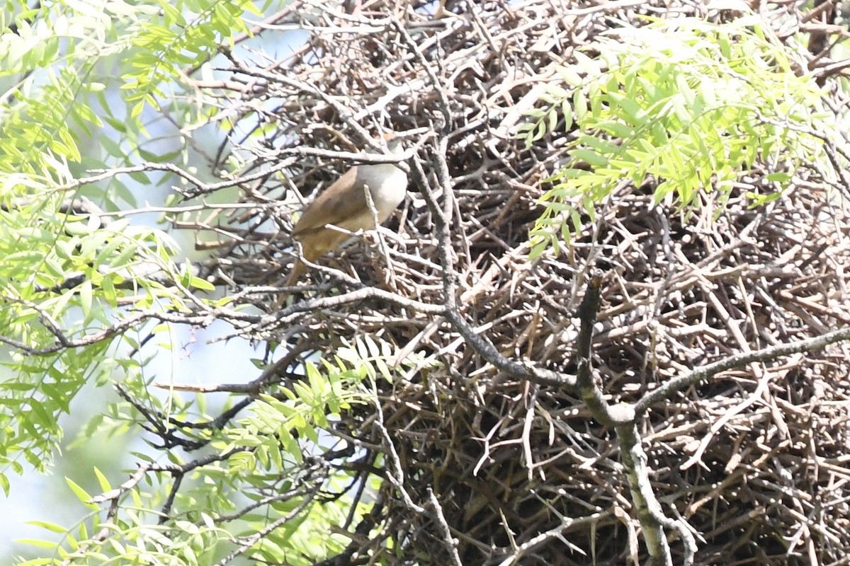 Rufous-fronted Thornbird - amaya bechler