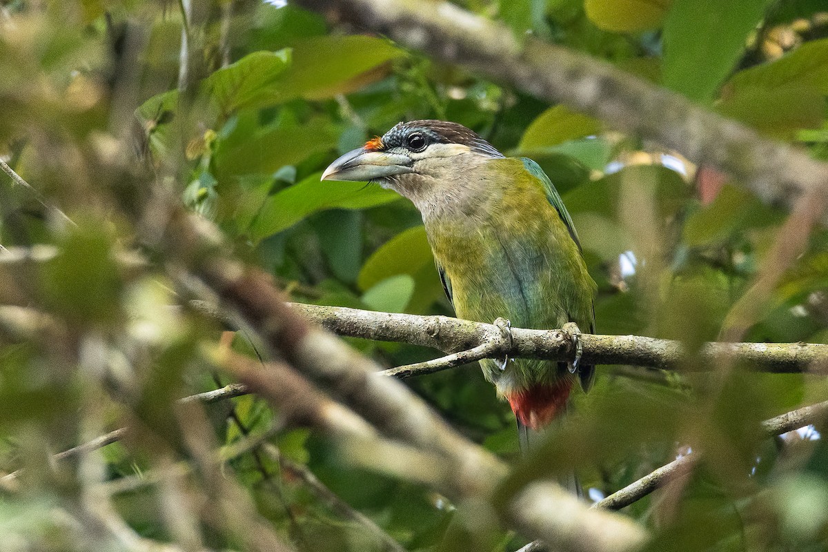Red-vented Barbet - ML615094224