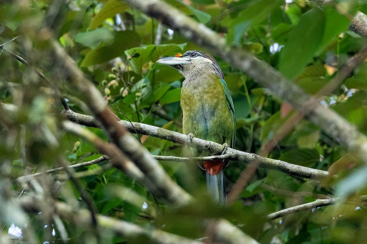 Red-vented Barbet - ML615094225