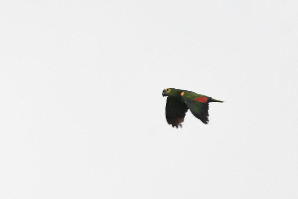 Turquoise-fronted Parrot - ML615094238
