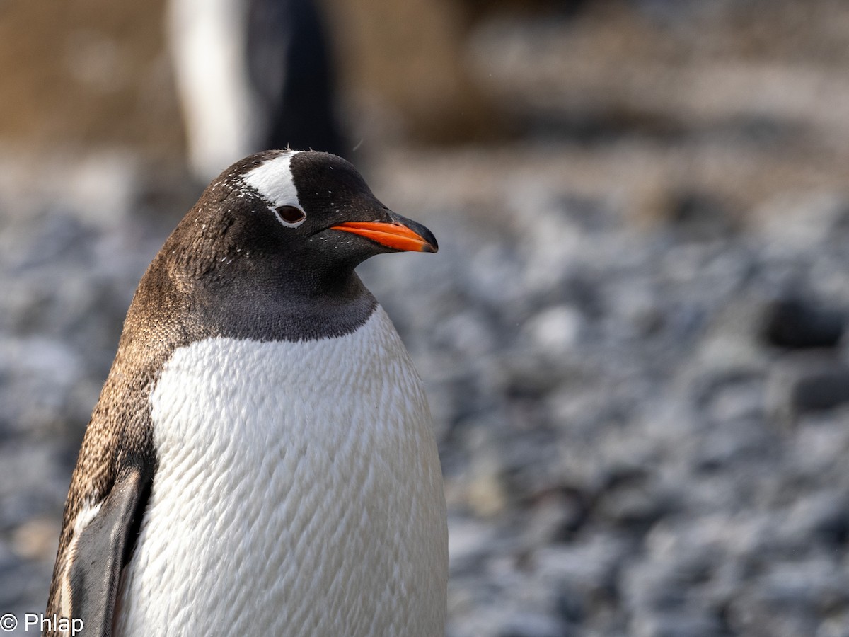 Gentoo Penguin - ML615094579