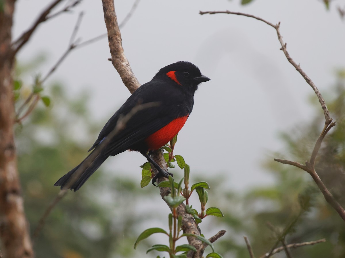Scarlet-bellied Mountain Tanager (Scarlet-bellied) - Dina Perry