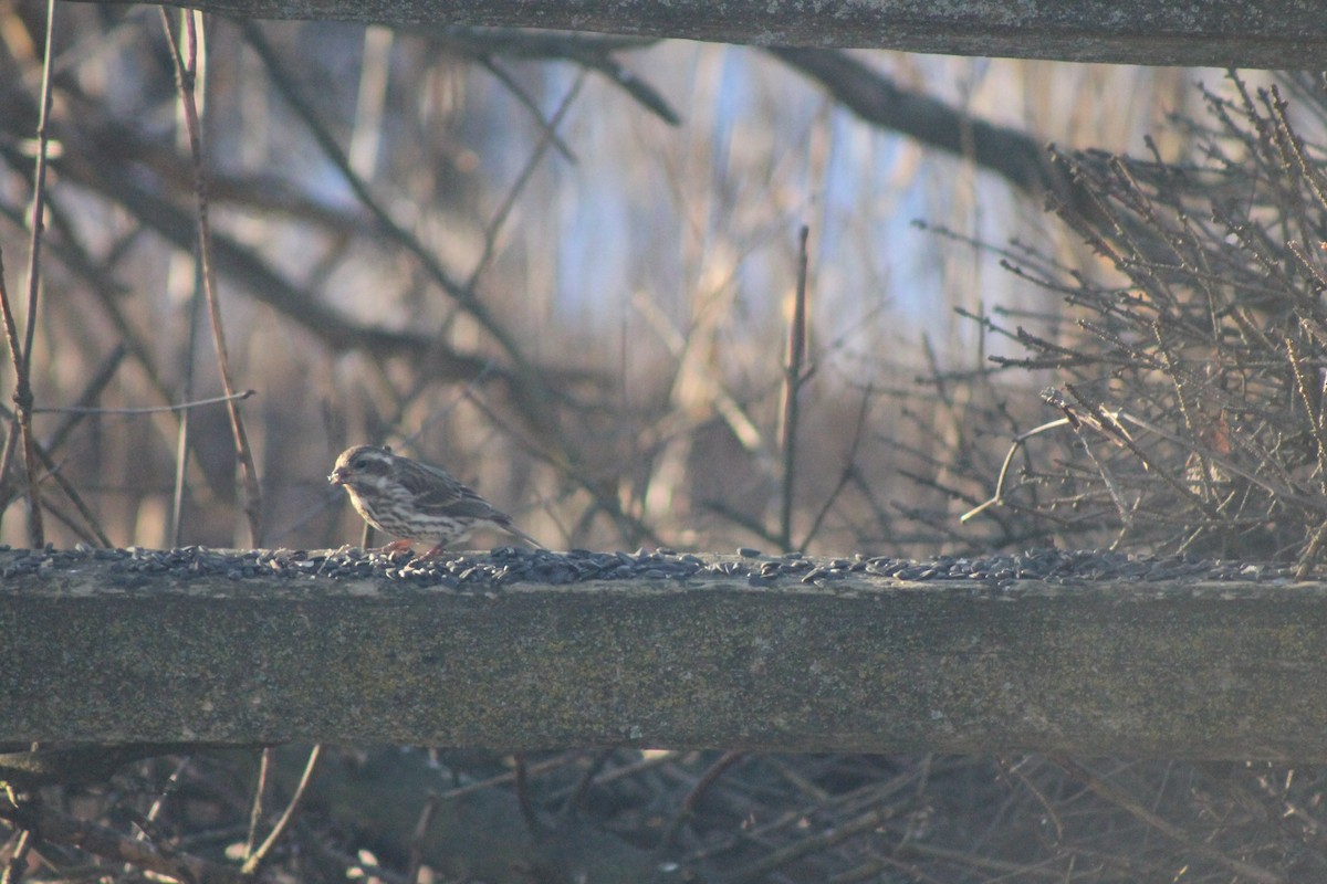 Great Backyard Bird Count Checklist 19 Feb 2024 Mukwonago, WI 53149