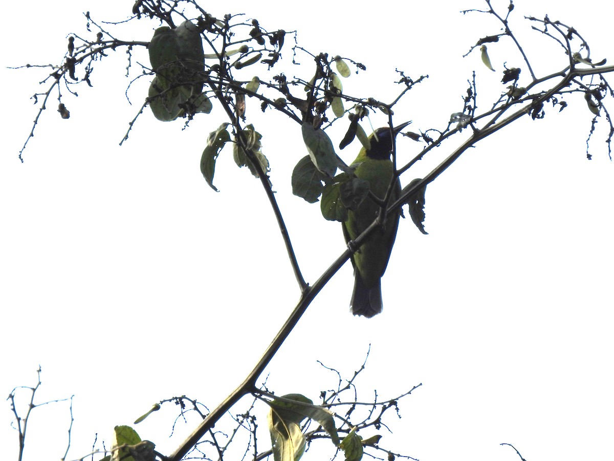 Jerdon's Leafbird - Rajashree Kale