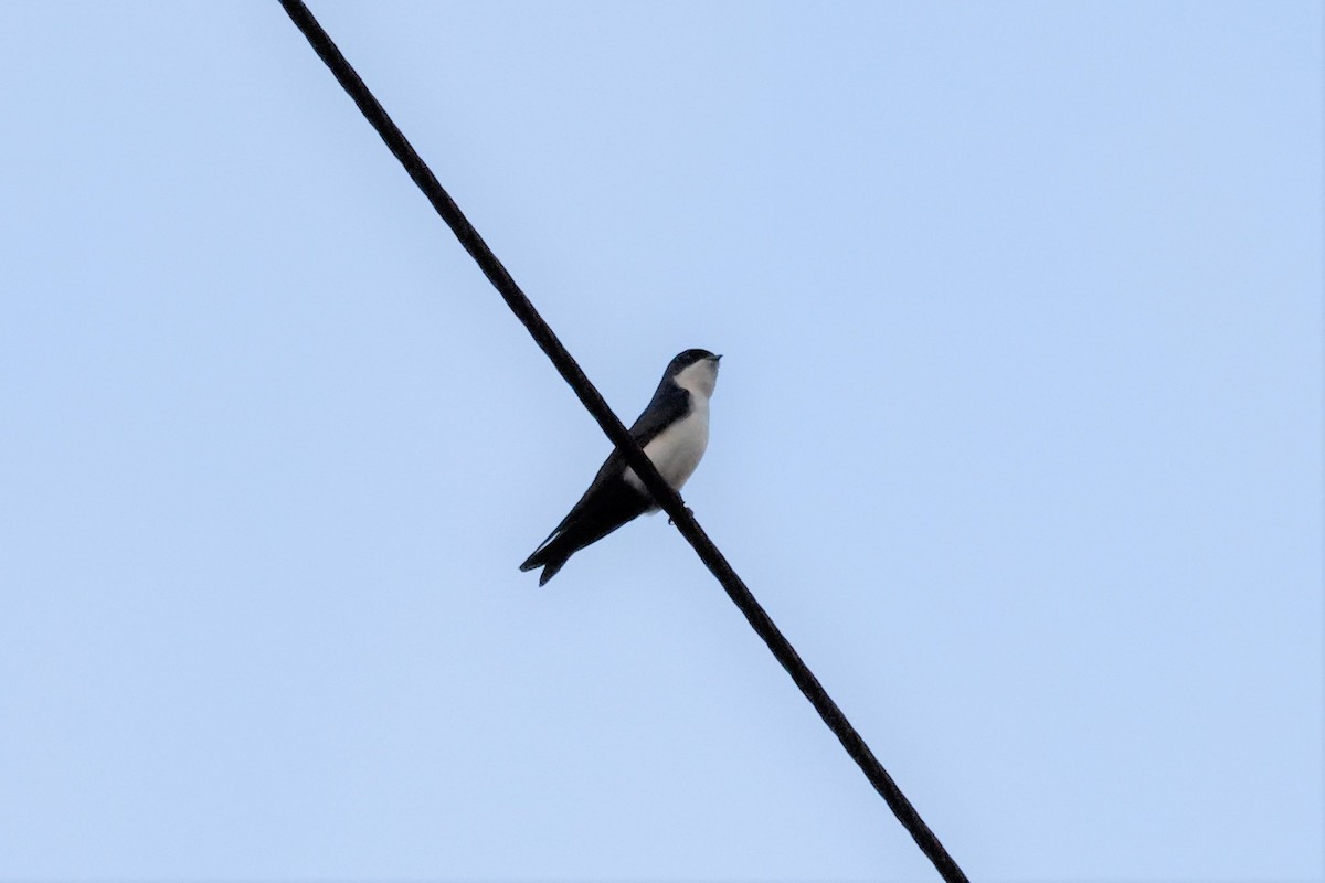 Blue-and-white Swallow (cyanoleuca) - ML615094773