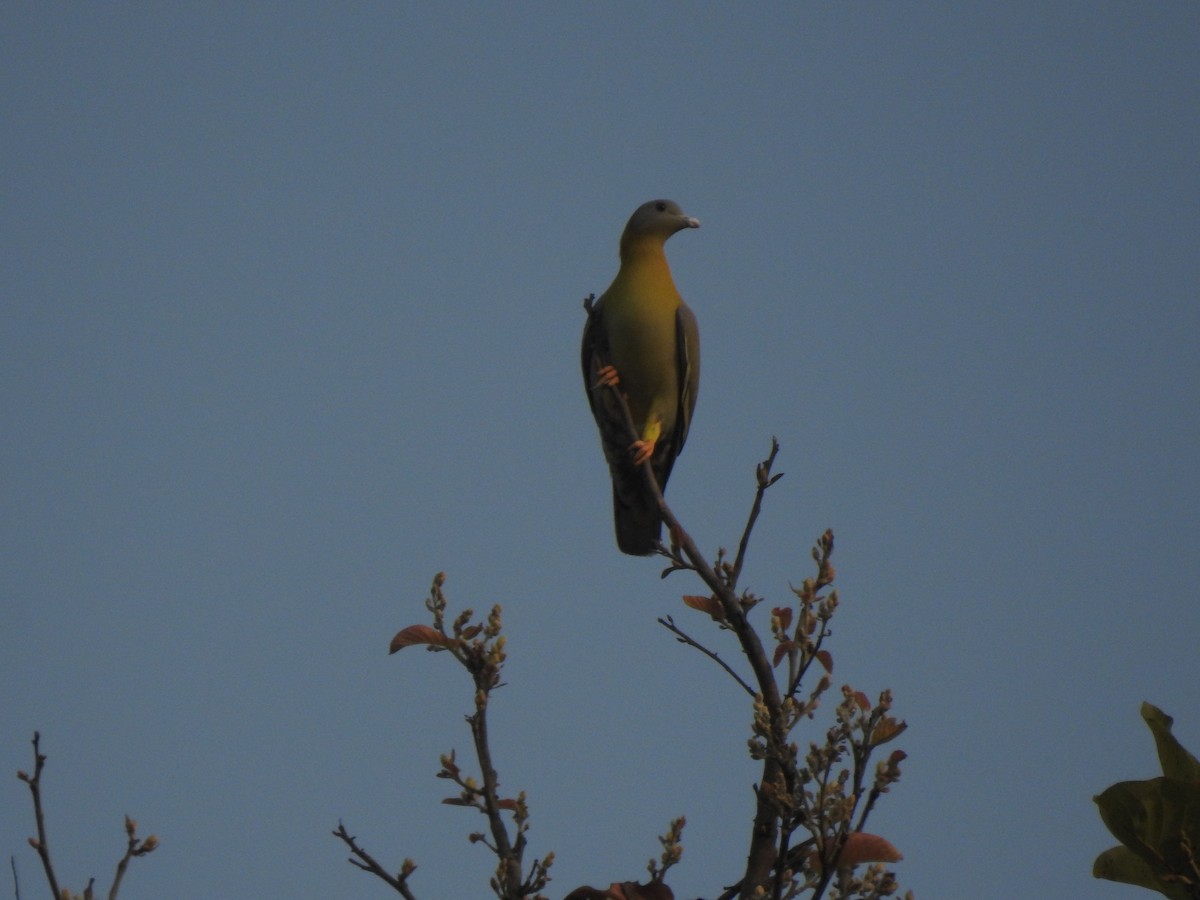 Yellow-footed Green-Pigeon - ML615094881