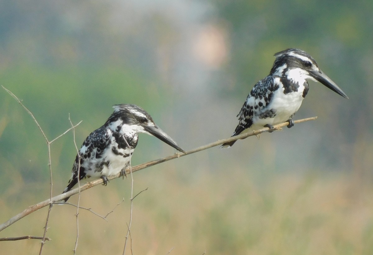 Pied Kingfisher - Raju Kasambe