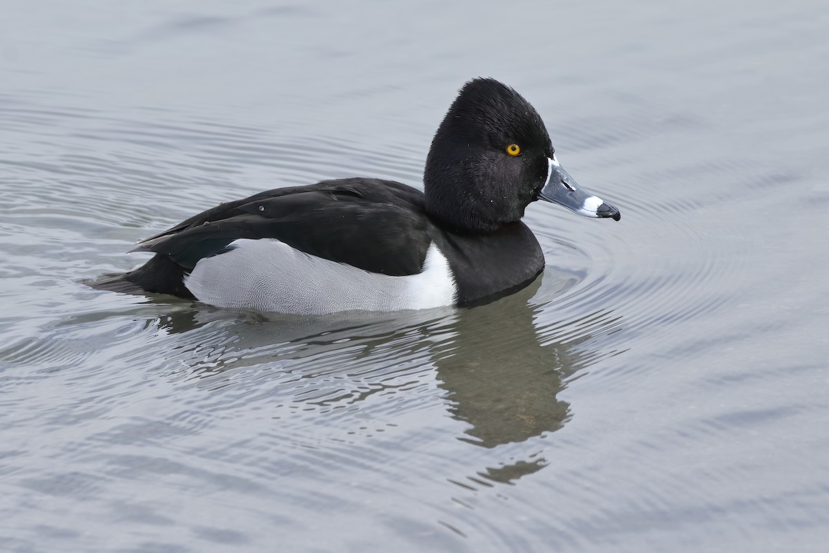Ring-necked Duck - ML615095083