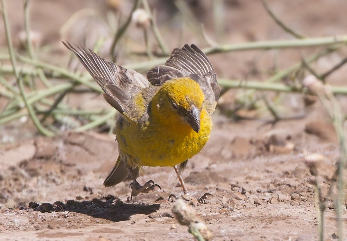 Greater Yellow-Finch - ML615095087