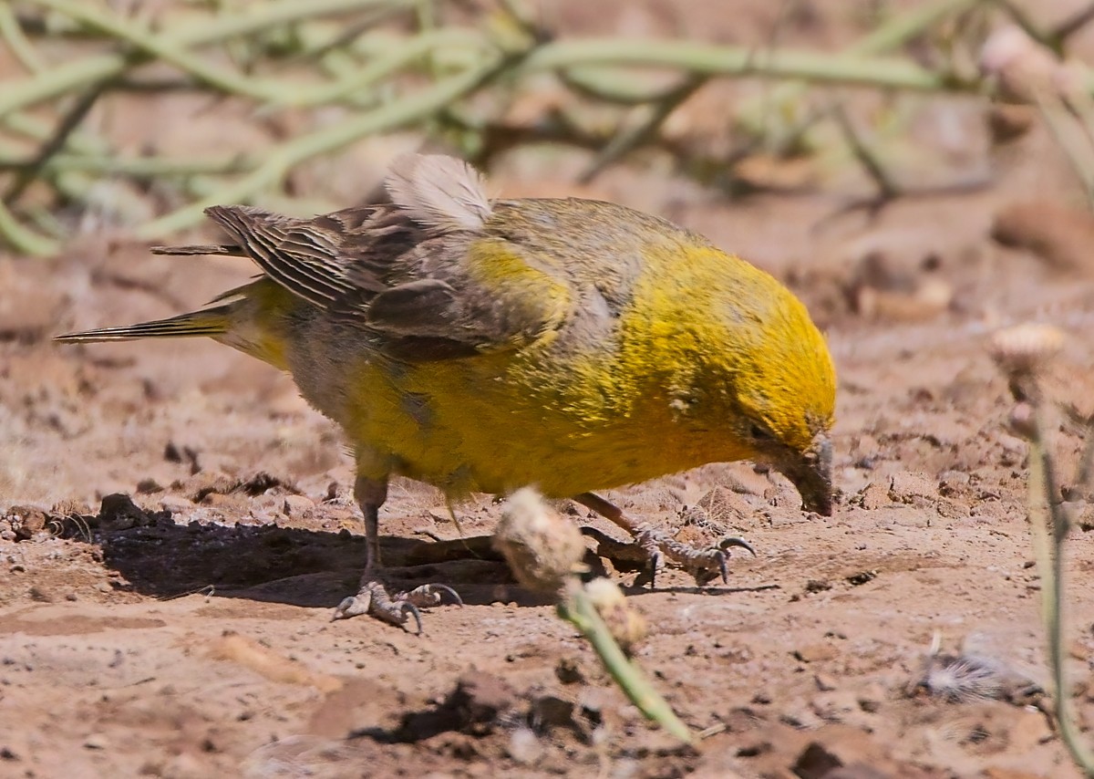 Greater Yellow-Finch - ML615095088