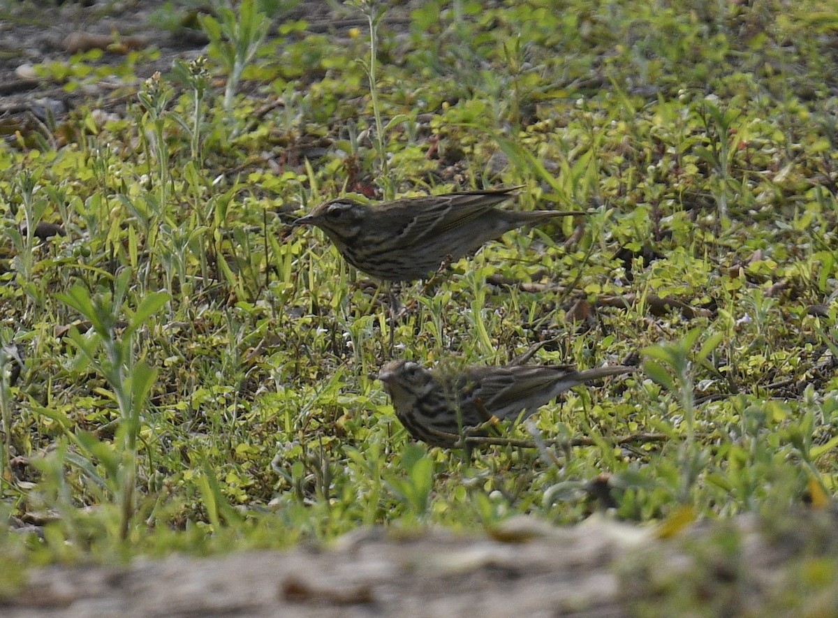Olive-backed Pipit - ML615095125