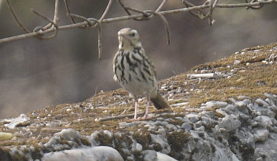 Olive-backed Pipit - ML615095126