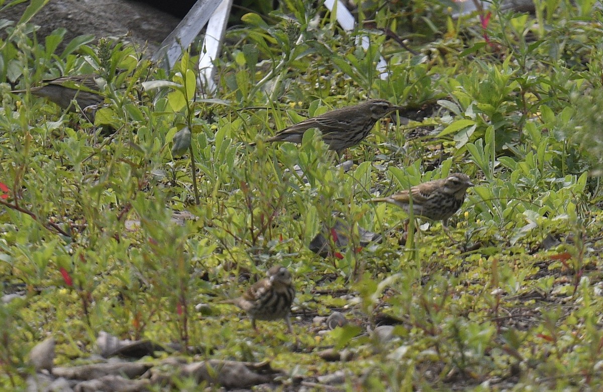 Olive-backed Pipit - ML615095128