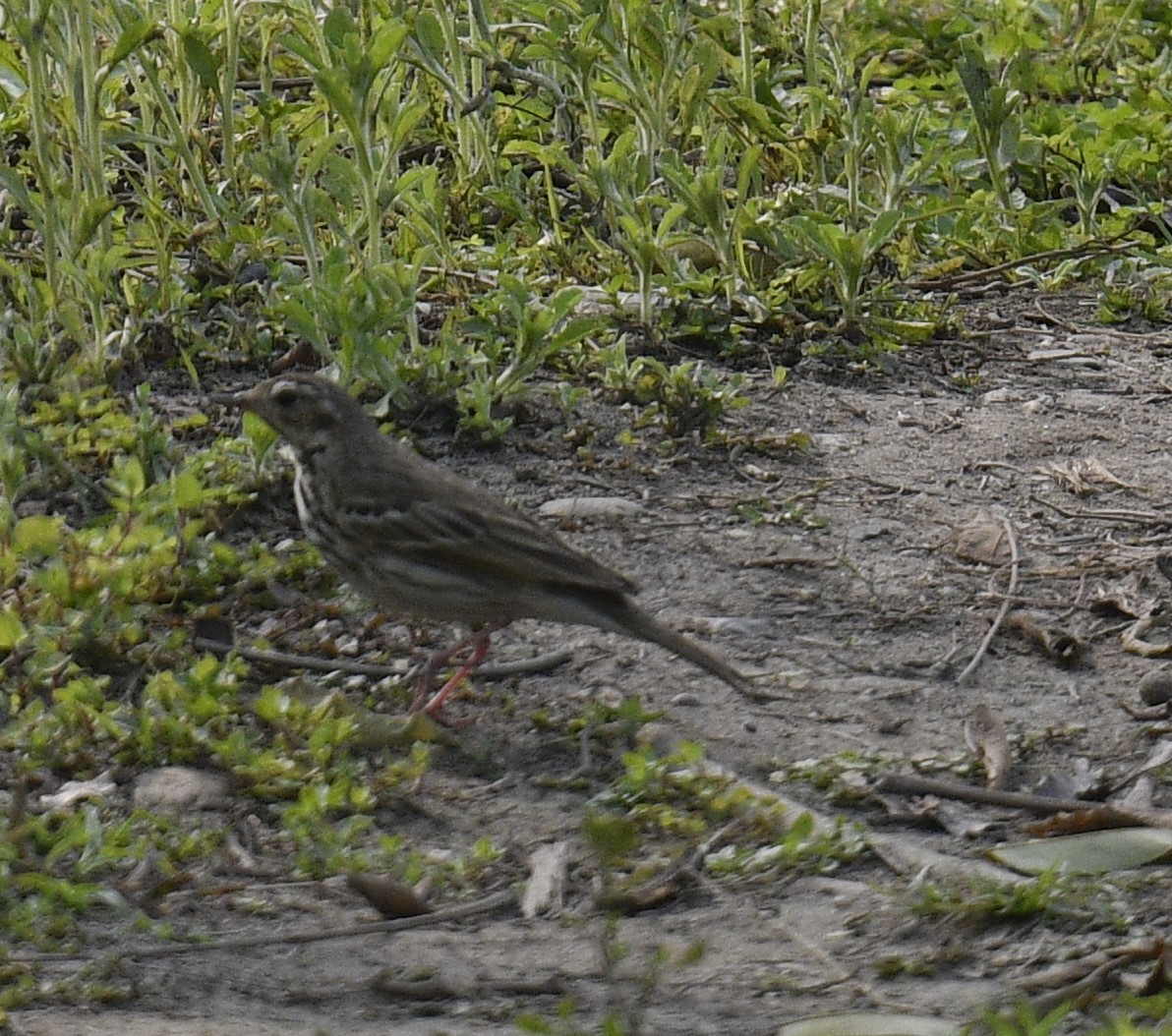 Olive-backed Pipit - ML615095129