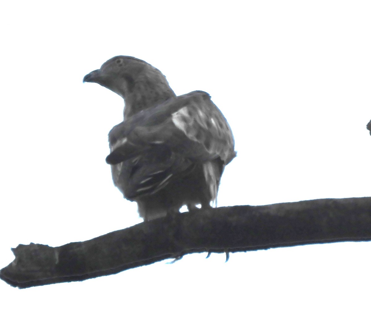 Changeable Hawk-Eagle - Rajashree Kale
