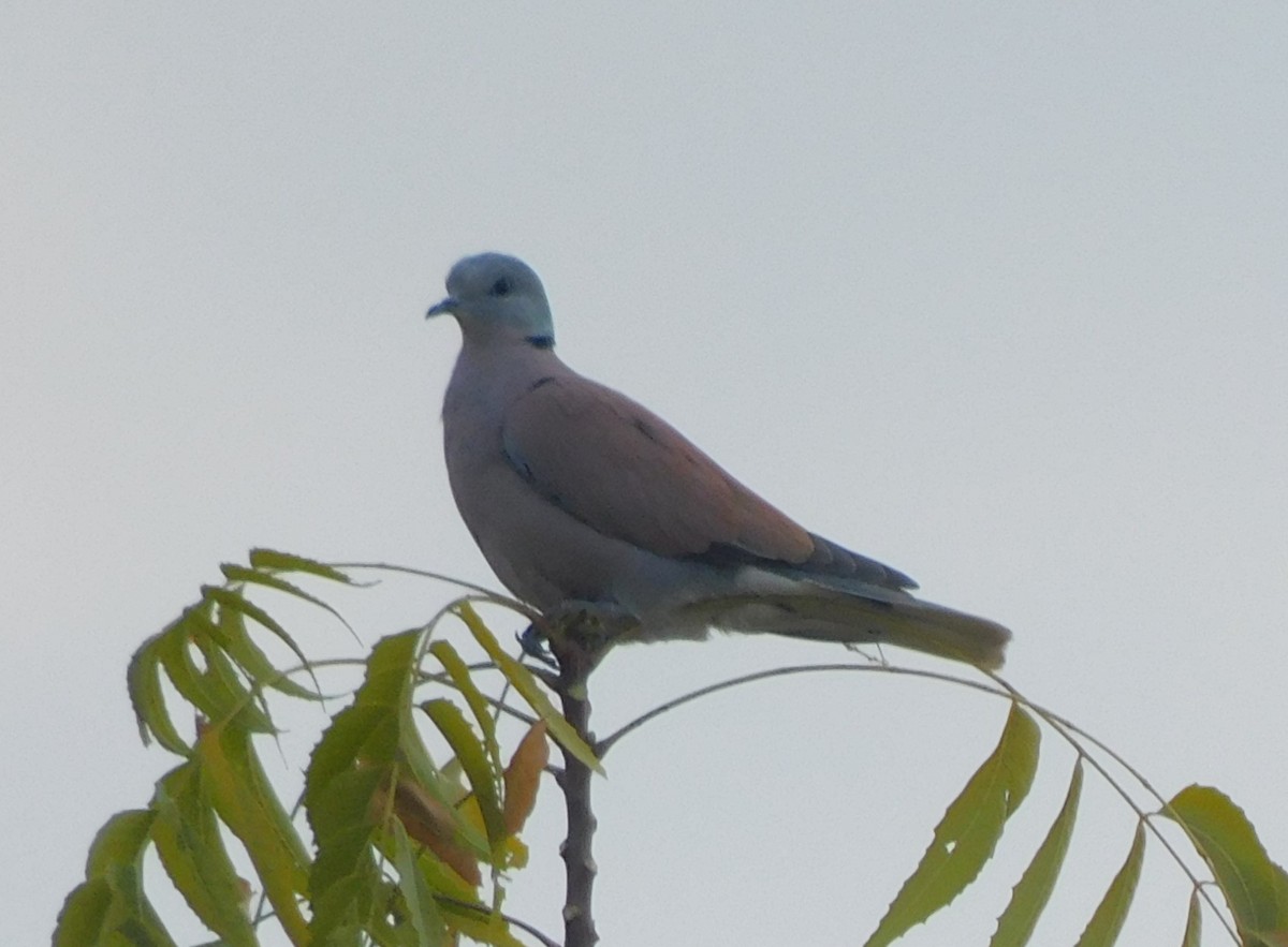 Red Collared-Dove - ML615095255