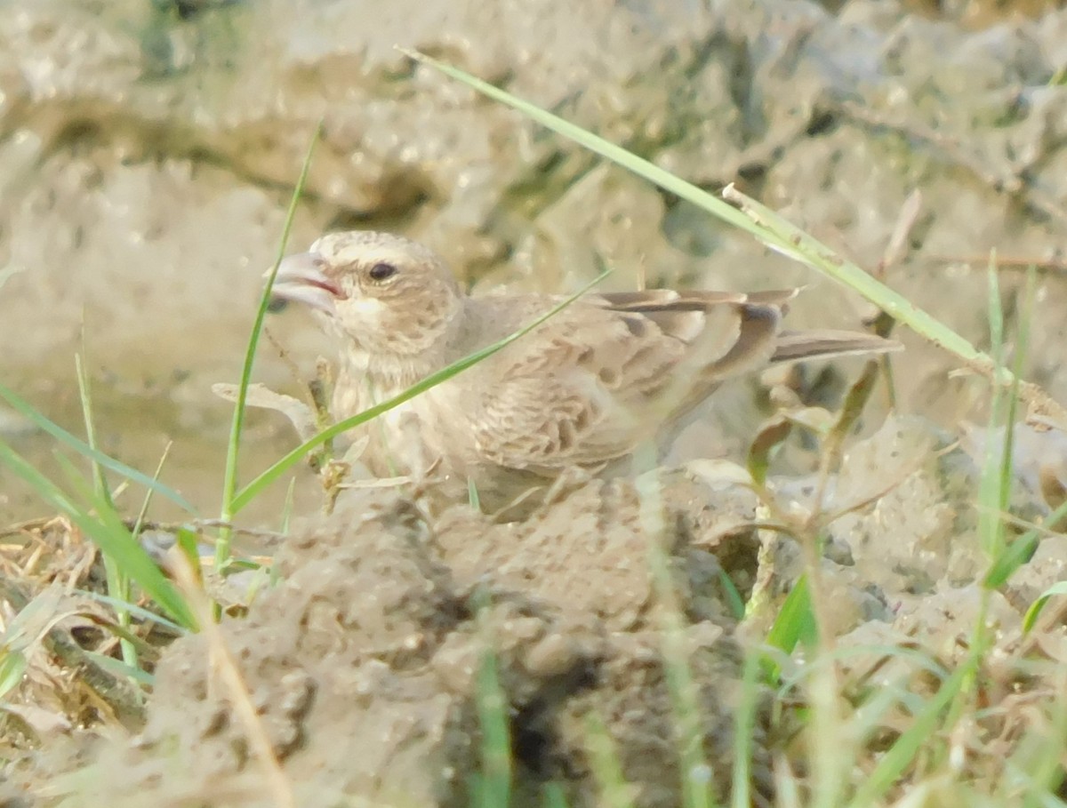 Ashy-crowned Sparrow-Lark - ML615095272