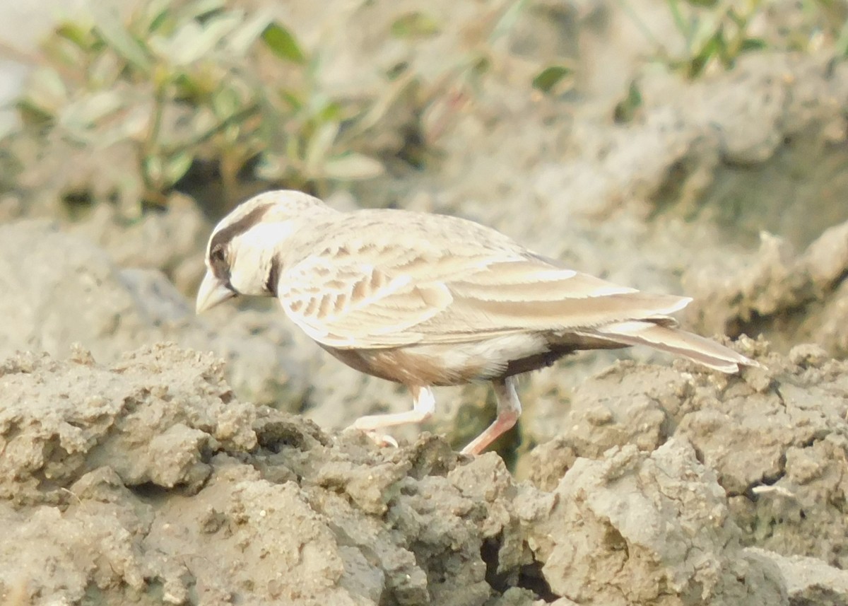 Ashy-crowned Sparrow-Lark - ML615095273