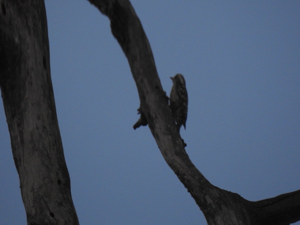 Brown-capped Pygmy Woodpecker - Rajashree Kale