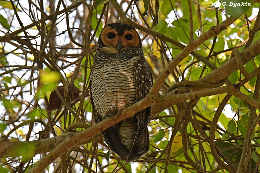 Spotted Wood-Owl - ML615095364