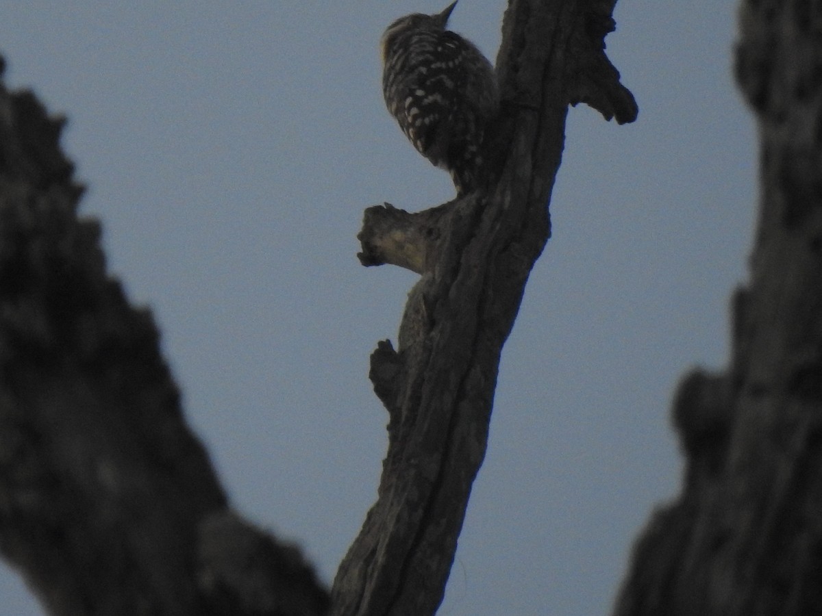 Brown-capped Pygmy Woodpecker - ML615095388