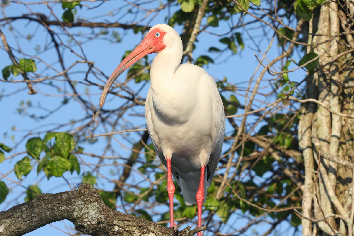 ibis bílý - ML615095392