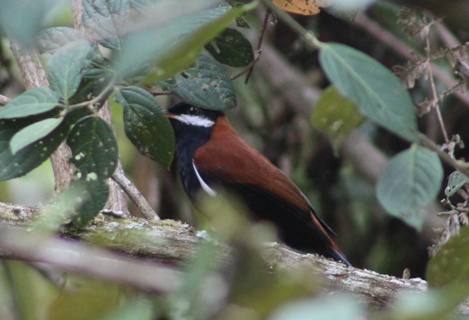 White-eared Solitaire - Salvador Chicchon