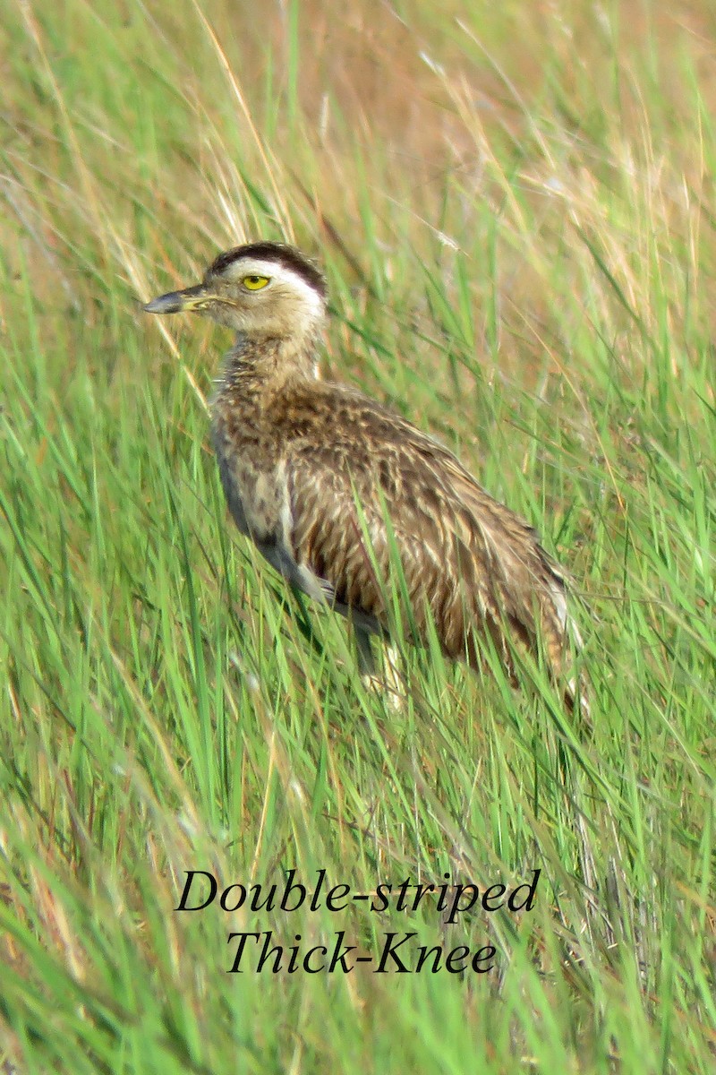 Double-striped Thick-knee - ML615095854