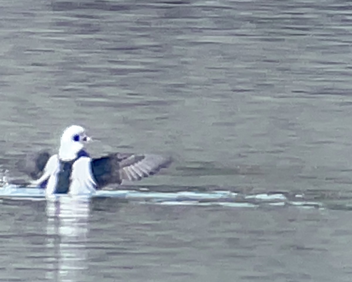 Long-tailed Duck - ML615096272