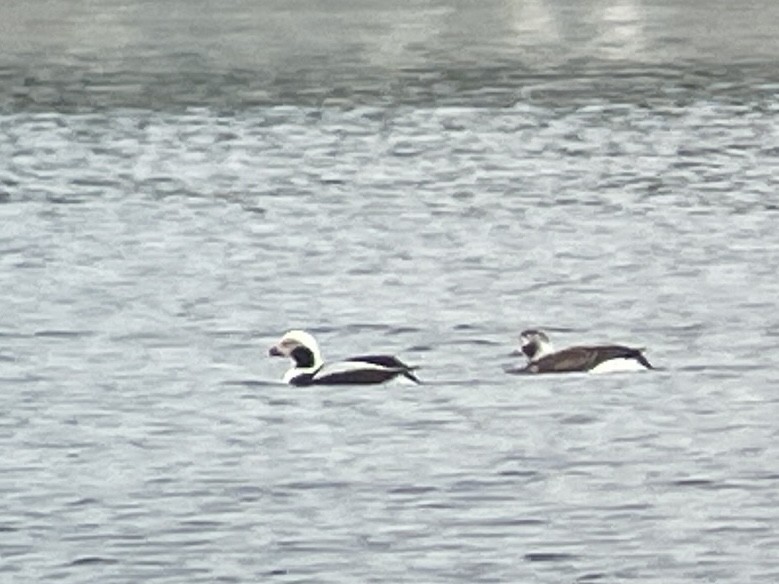 Long-tailed Duck - ML615096274