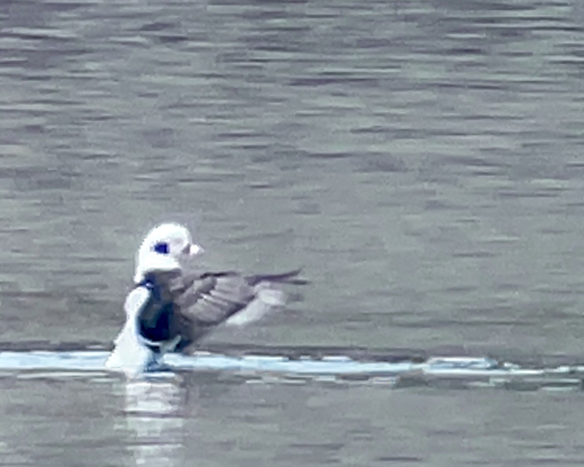 Long-tailed Duck - ML615096276