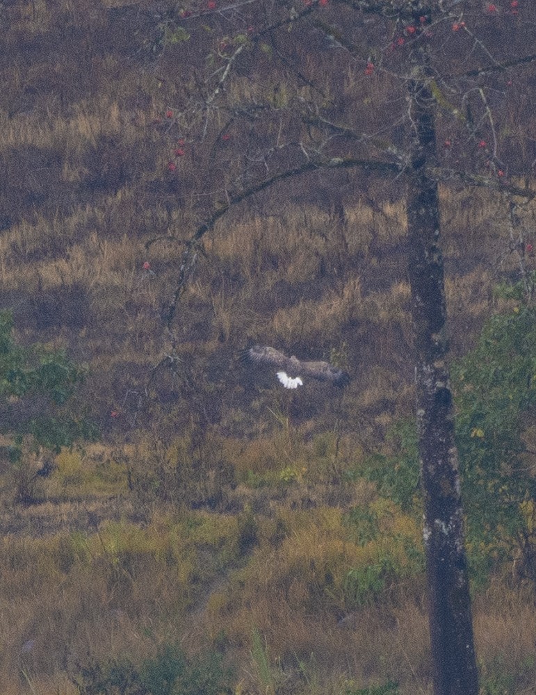 White-tailed Eagle - ML615096310