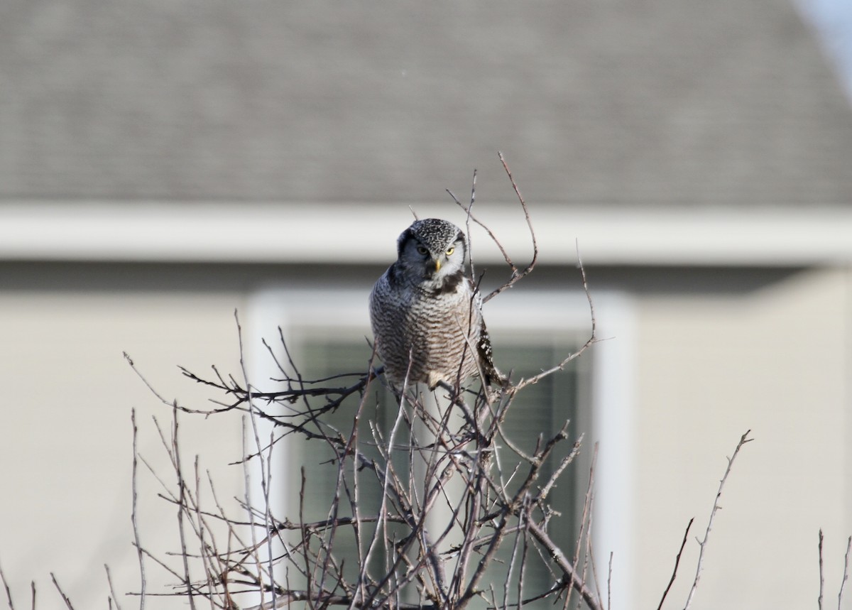 Northern Hawk Owl (American) - ML615096325