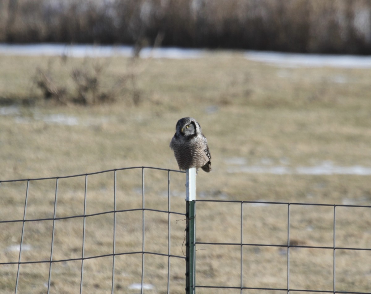Northern Hawk Owl (American) - ML615096326
