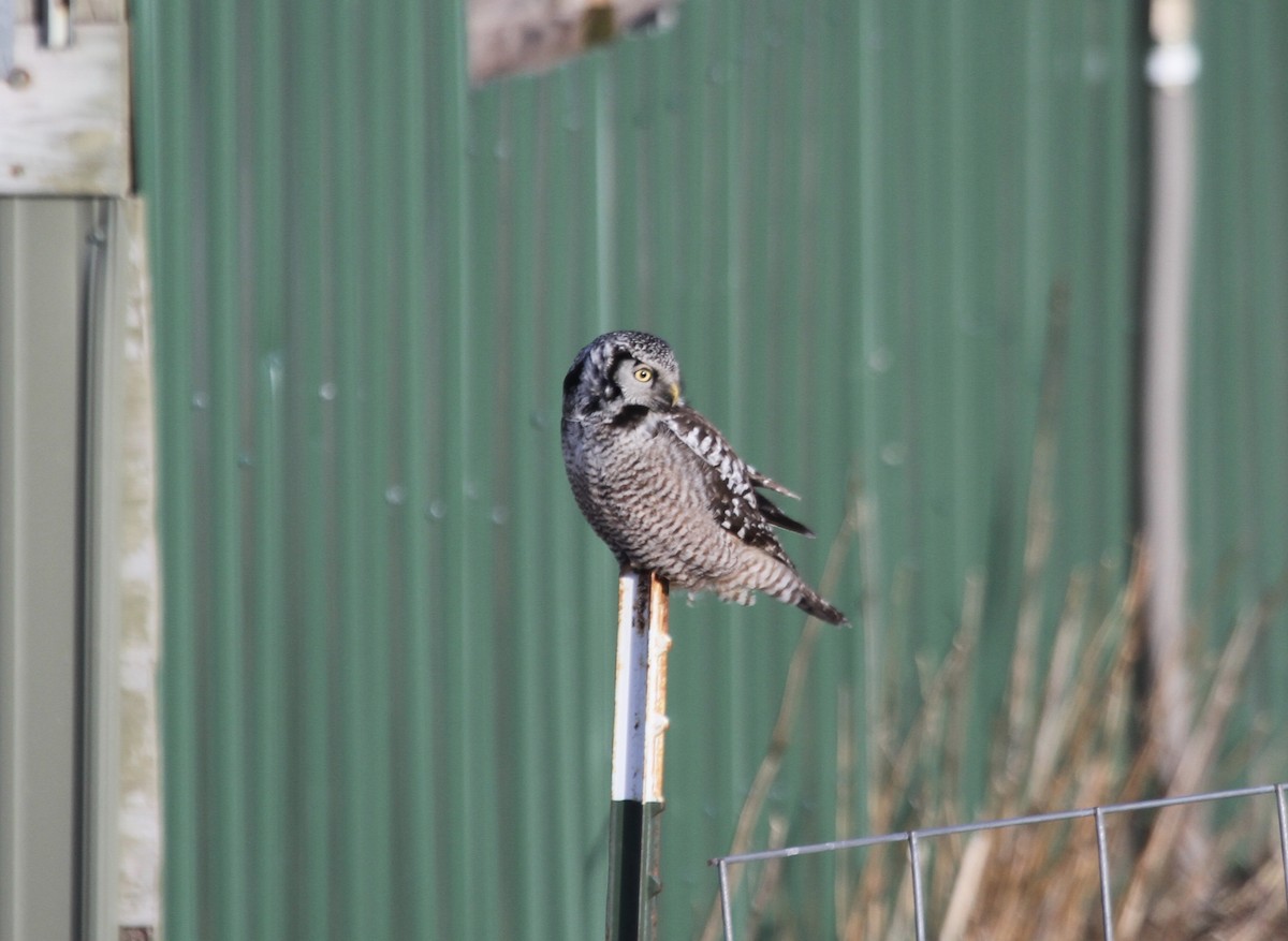 Northern Hawk Owl (American) - ML615096387