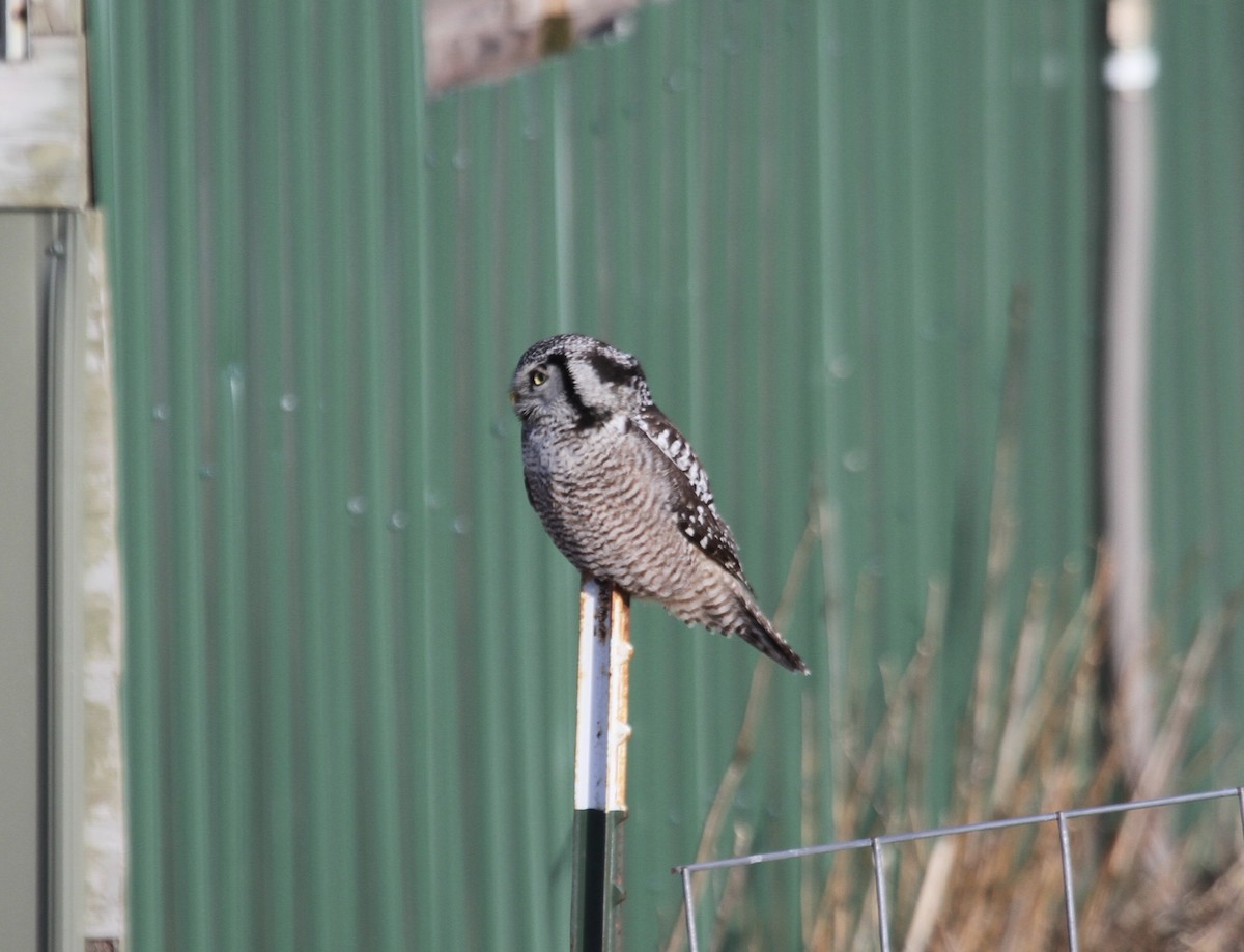 Northern Hawk Owl (American) - ML615096388
