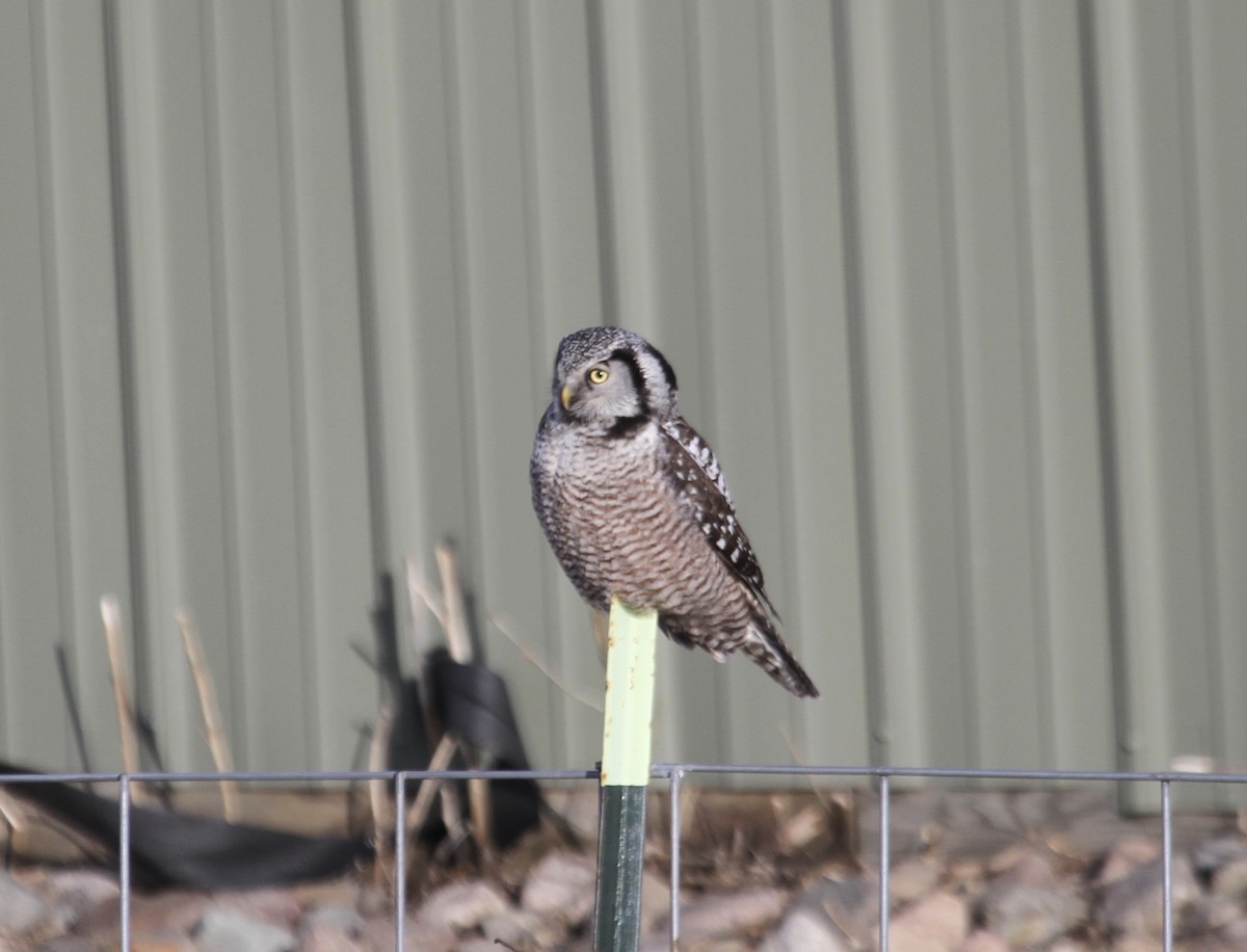 Northern Hawk Owl (American) - ML615096389