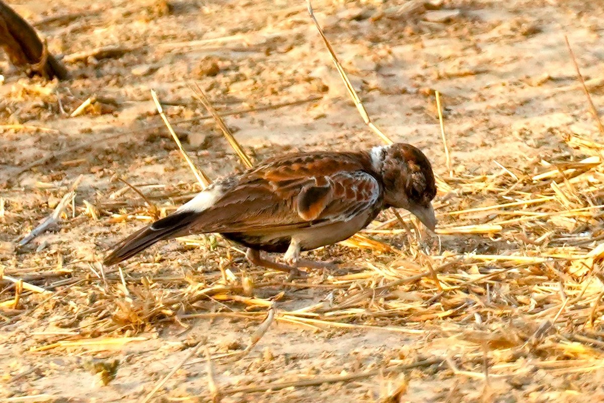 Chestnut-backed Sparrow-Lark - ML615096471