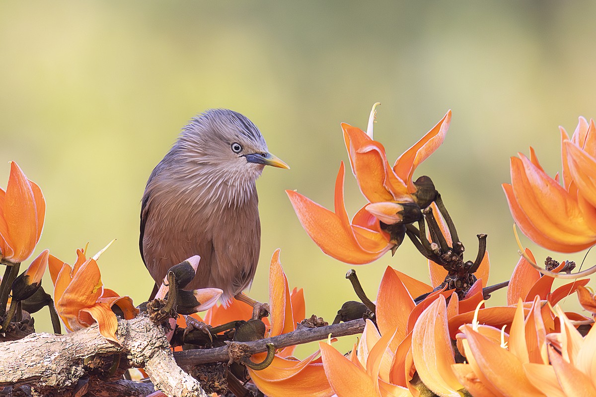 Chestnut-tailed Starling - ML615096613
