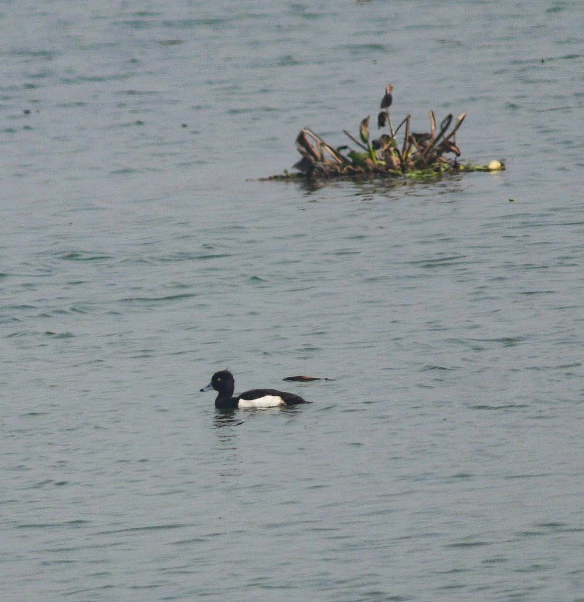Tufted Duck - ML615096662