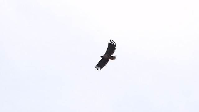 White-tailed Eagle - ML615096710